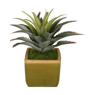 Succulent de bureau en étoile artificielle en vase décoratif star