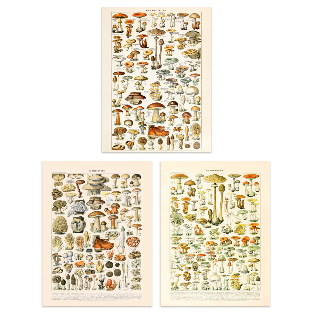 Iconic Illustrations Of Mushrooms Vintage Millot 3-Piece Set Unframed Wall Art Prints Kitchen Aesthetic Fungus Champignon