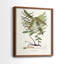 «Botanical Society Ferns VI», reproduction encadrée de qualité supérieure - prête à être accrochée - aucun clou requis - aucun clou requis-641820069-641820068