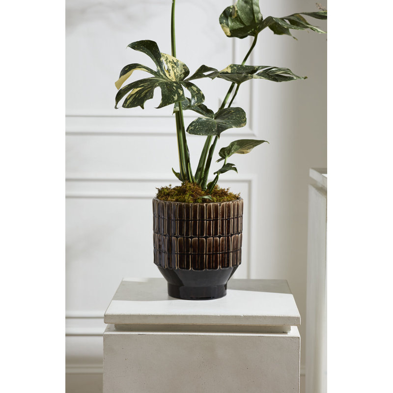 Pot Kasra 9,75 po x 11 po