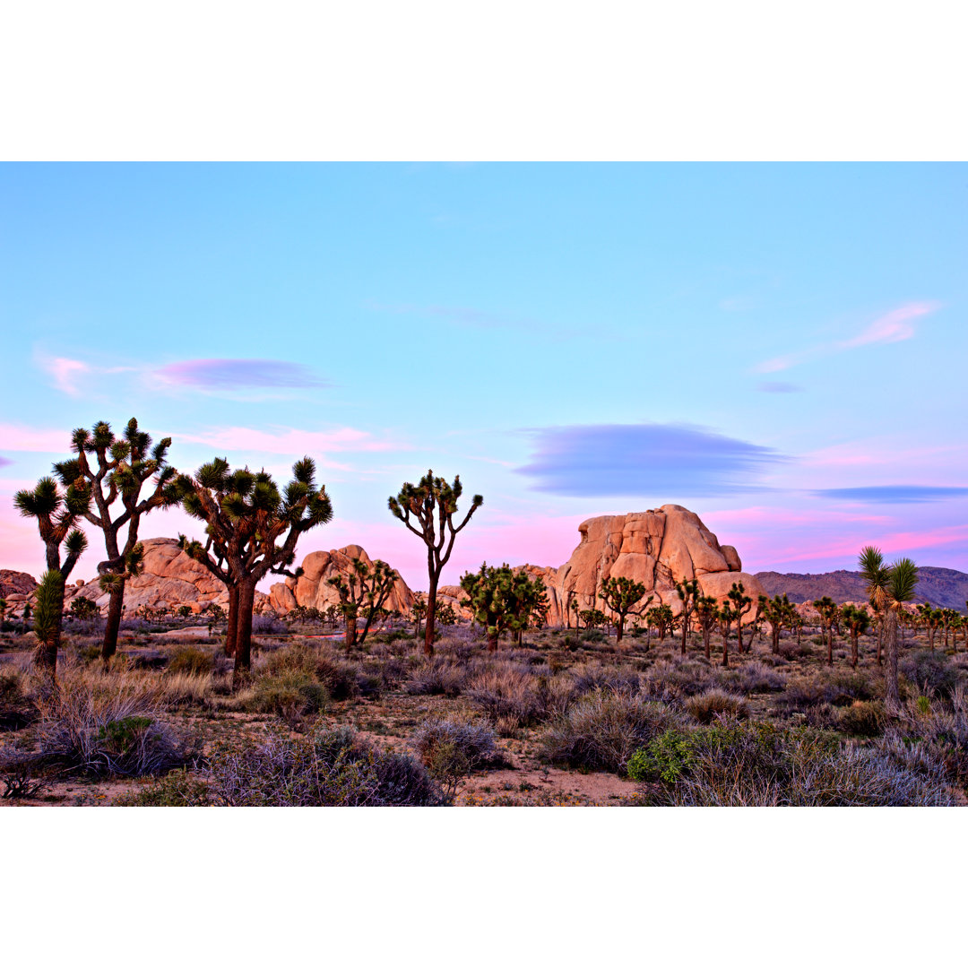 Leinwandbild Joshua Tree National Park bei Sonnenuntergang, USA von Roman Slavik