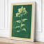 Pale Flowering Study Botanical - Wrapped Canvas-1496494548-1496494549