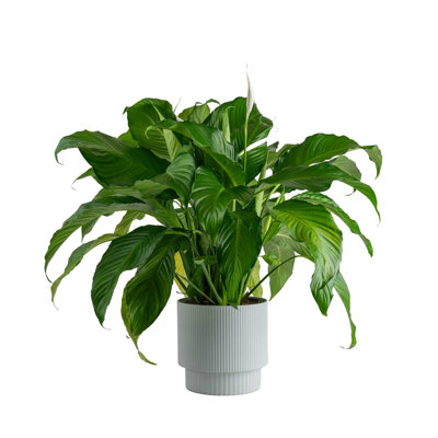 Costa Farms Indoor Peace Lily Spathiphyllum House Plant in 10-inch DÃ©cor Pot -  CO.ST10.4D.UP