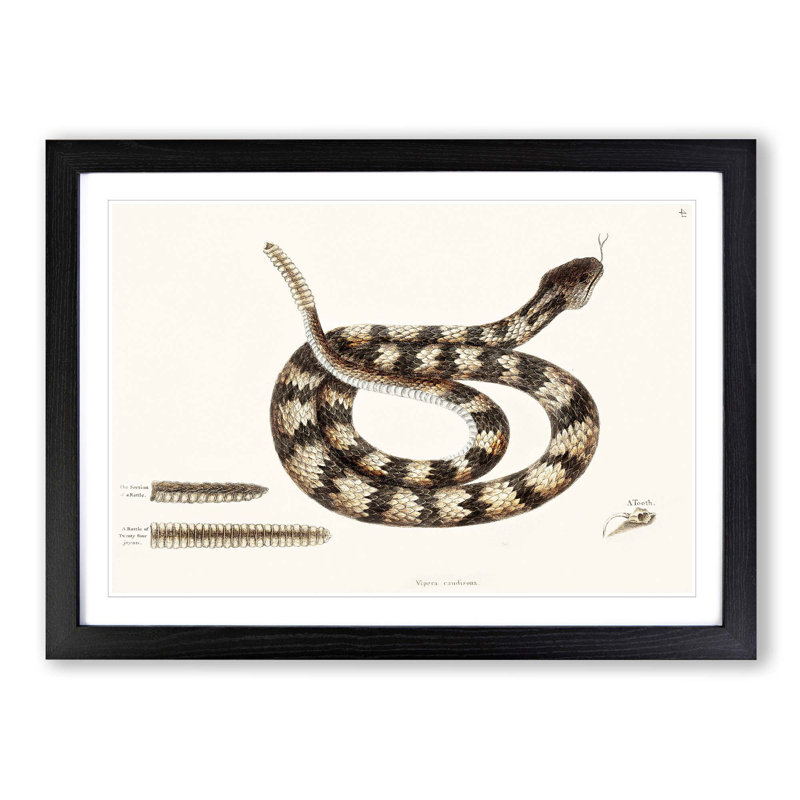 Rattlesnake by Mark Catesby - Picture Frame Painting Print, Black Framed, 27cm H x 36cm W x 2cm D