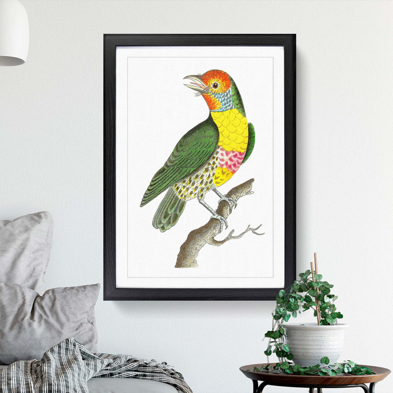 Mayna Barbet Bird by George Shaw - Picture Frame Painting Print, Black Framed, 36cm H x 27cm W x 2cm D