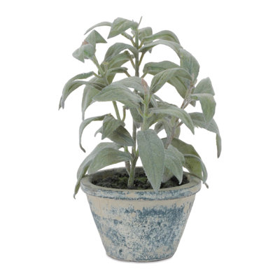 Plante en pot poussiéreuse H 7 po
