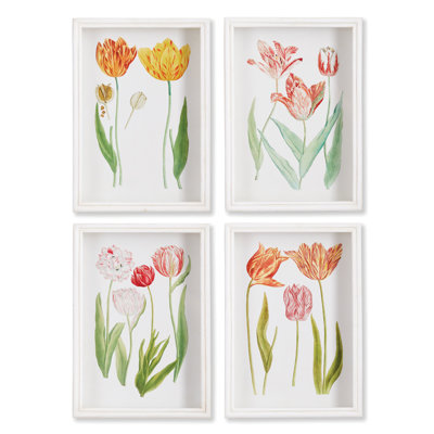 Andel Tulip Botanical Prints, Set of 4