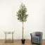 108 po plante