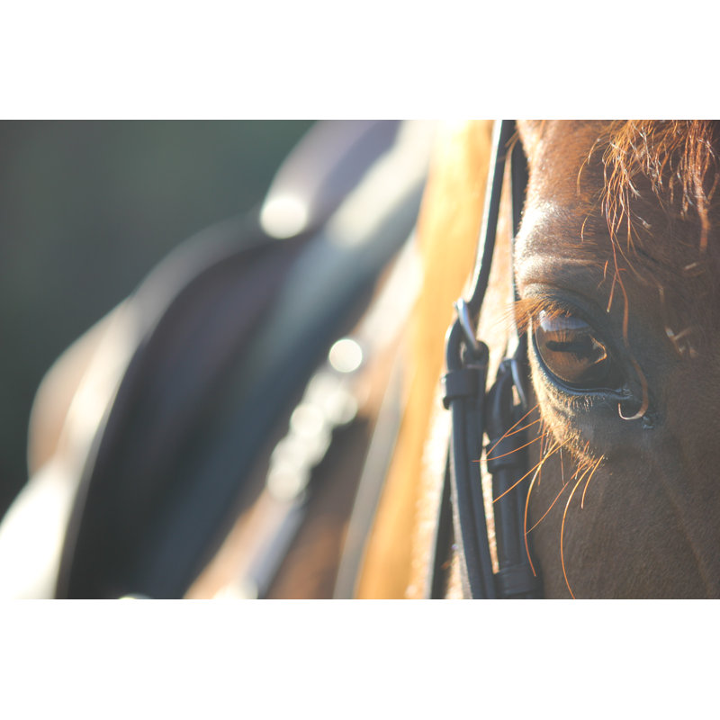 Horse - Wrapped Canvas Print, 30cm H x 46cm W x 3.8cm D