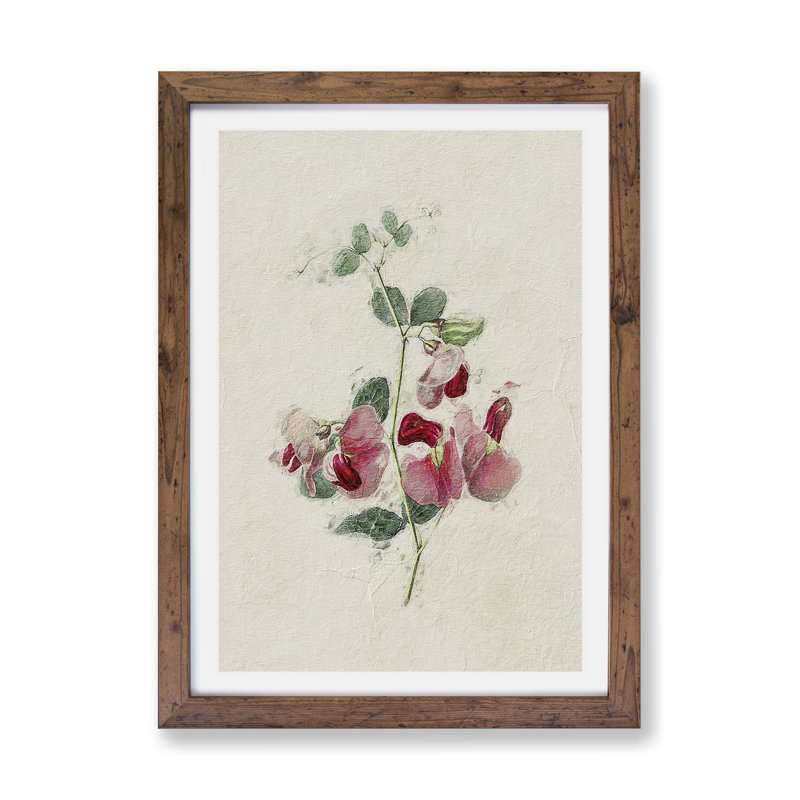Sweet Pea Flowers - Framed Print, 33cm H x 45cm W x 2cm D, Walnut