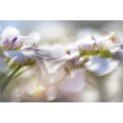Mist Of Lilac II by Gillian Hunt - Wrapped Canvas Print