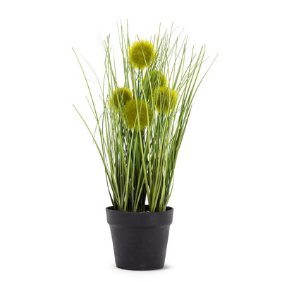 Pompon en pot