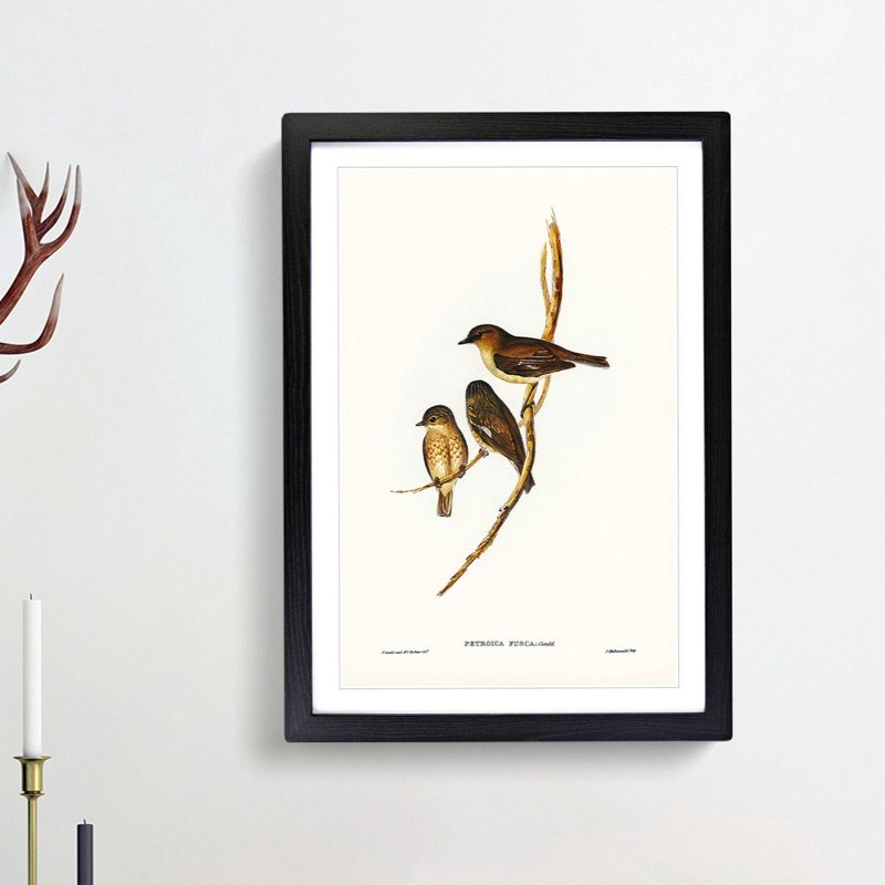 Dusky Robin by Elizabeth Gould - Picture Frame Painting Print, 48cm H x 36cm W x 2cm D, Black Framed