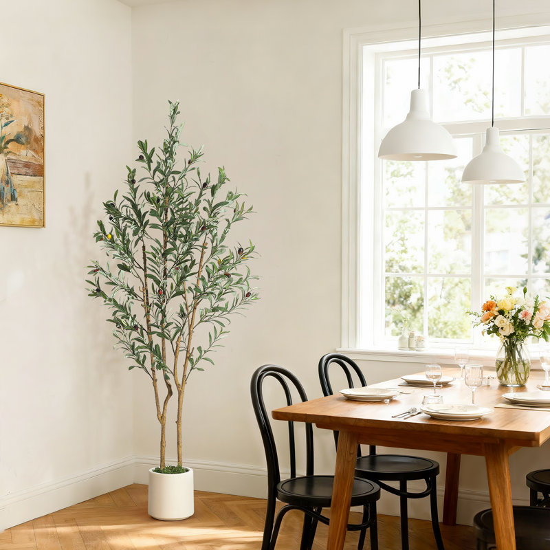 152cm Plant