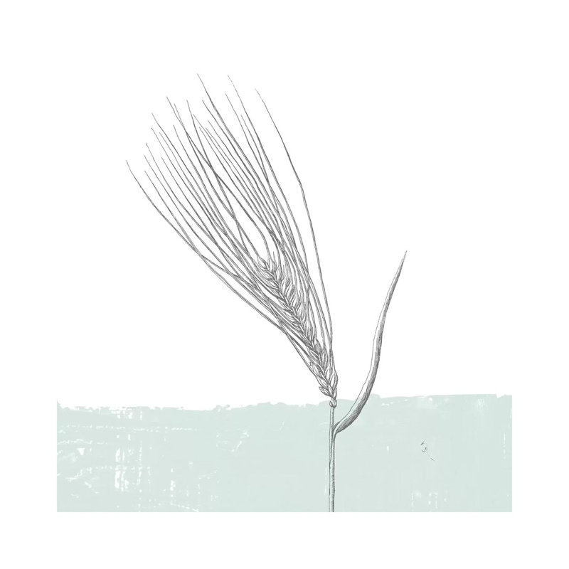 Barley by Sarah Adams - Wrapped Canvas Painting, 30.48cm H x 30.48cm W x 1.91cm D