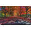 «Painted Forest Path», reproduction de photo sur toile tendue-29334127