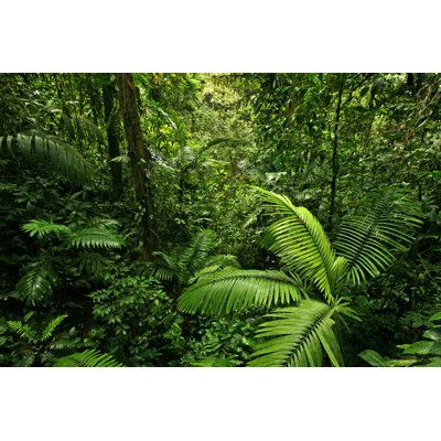 Dense Jungle Scene by Mtilghma - Wrapped Canvas Print
