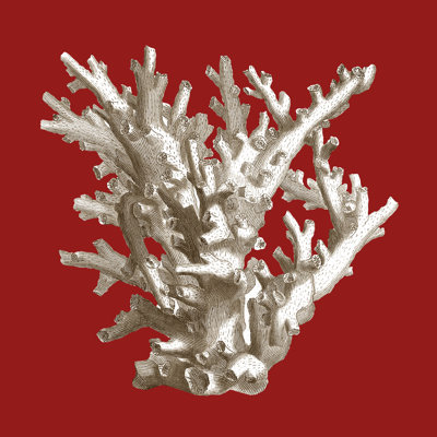 Small Coral On Red I (P) - Wrapped Canvas Painting