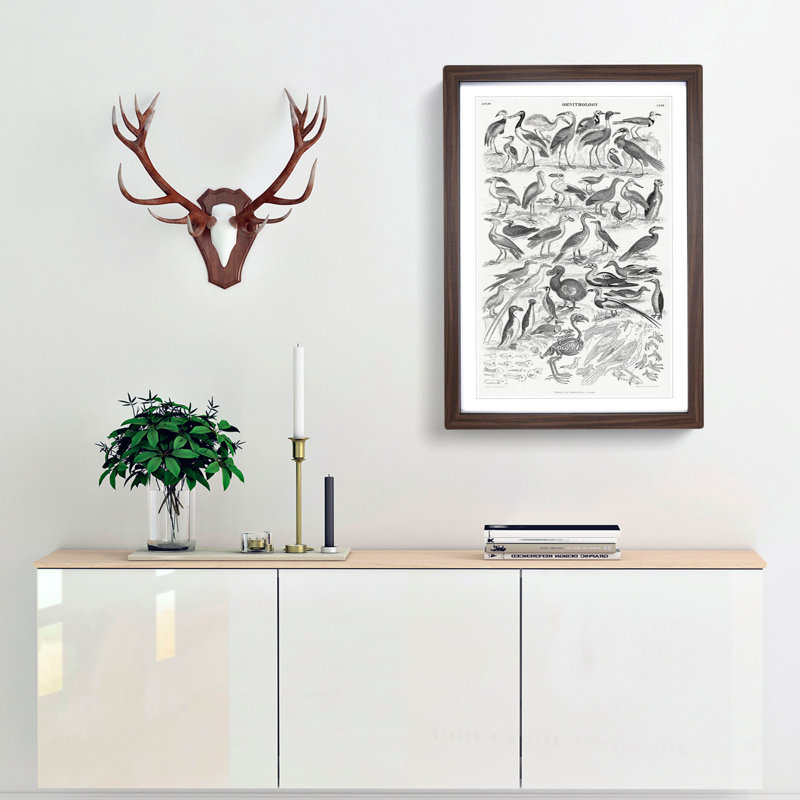 Ornithology Study of Birds LXXIL by Oliver Goldsmith - Picture Frame Drawing Print, 87cm H x 62cm W x 2cm D, Walnut Framed