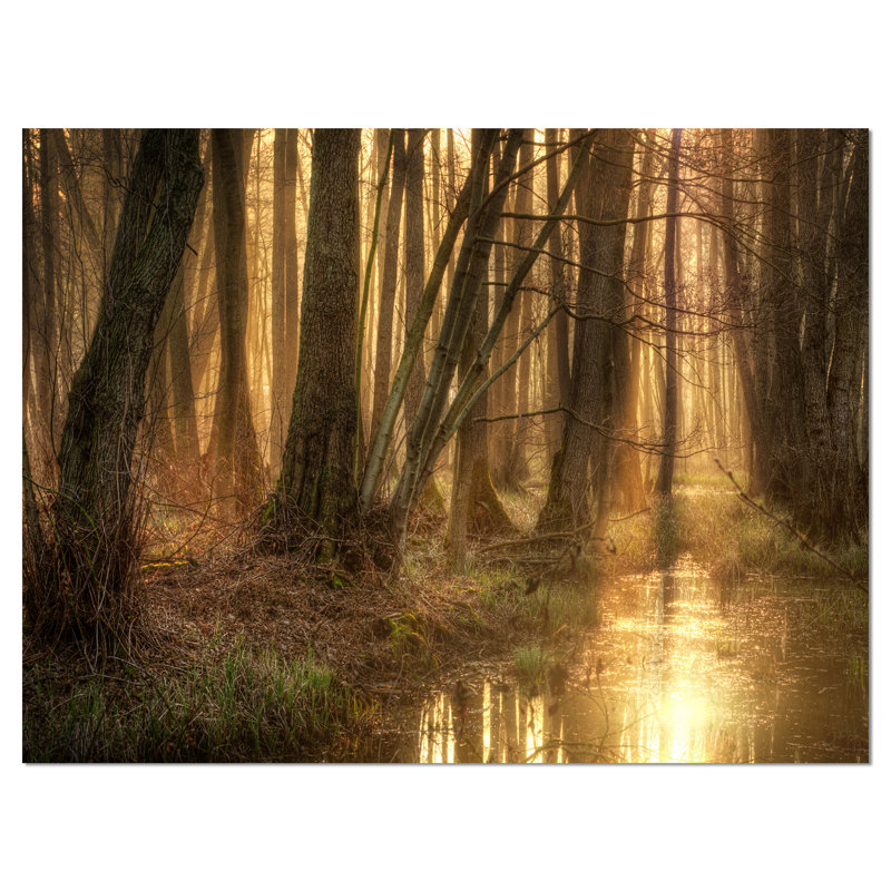 «Golden Morning in Dense Forest», reproduction de photo sur toile tendue, H 8 po x l 12 po x P 1 po