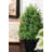 Rosemary Topiary In Pot