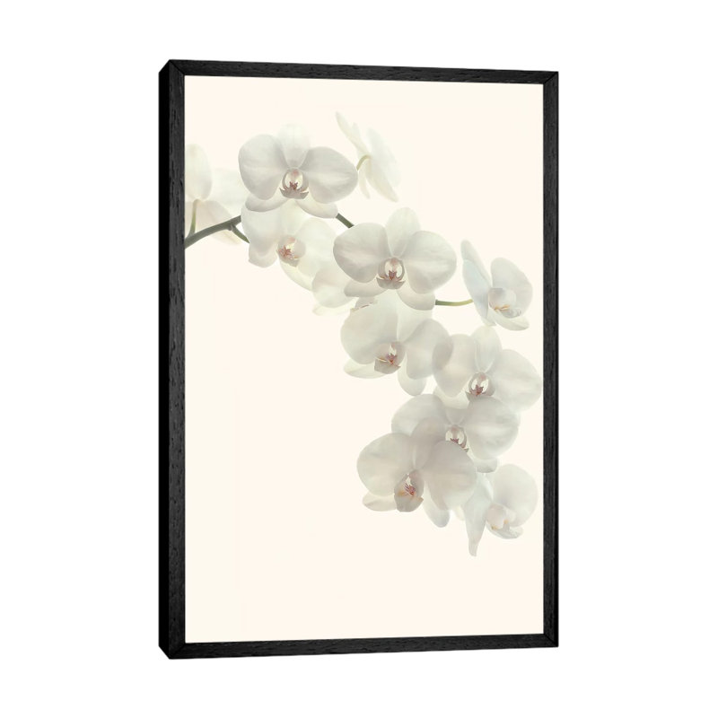 White Orchids by Alyson Fennell - Print on Canvas, 66.04 cm H x 45.72 cm W, Black Framed