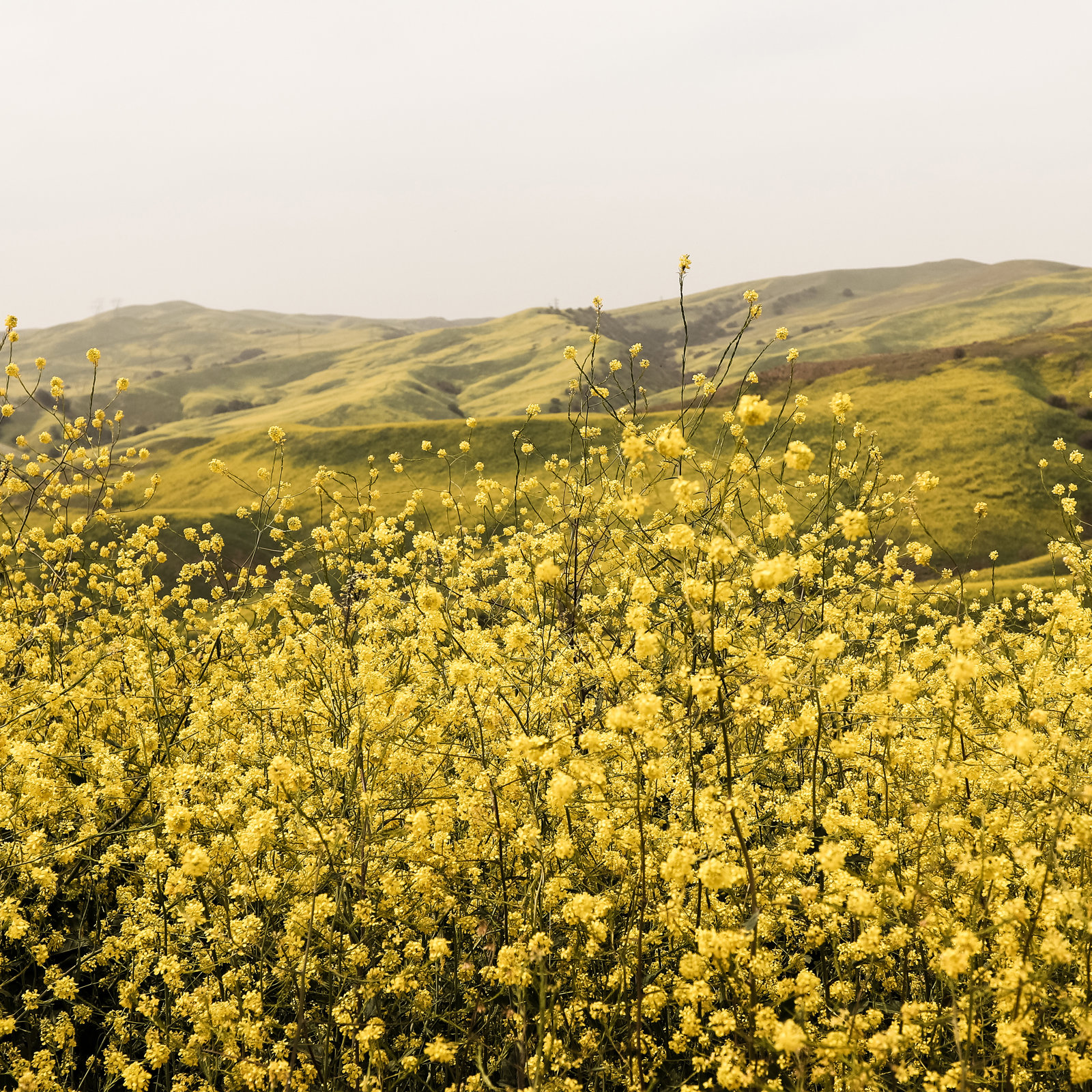 Spring Is Here Yellow Wildflowers by By Brije, No, 12" H x 12" W x 2" D, Gold Framed Canvas