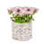 Rose est en rupture de stock