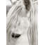 Focusing On White Horse II Print by Mari Urasawa-26774611-26774612
