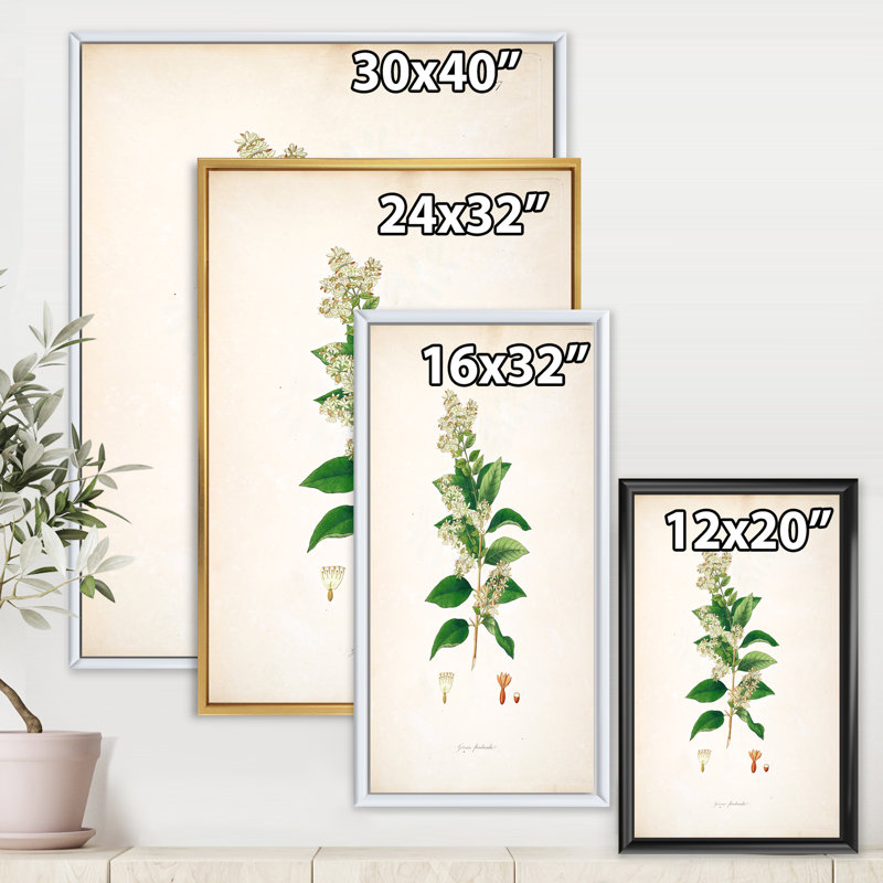 Vintage Botanicals XVII - Peinture sur toile, H 40 po x l 30 po x 1,5 po, Cadre flottant noir