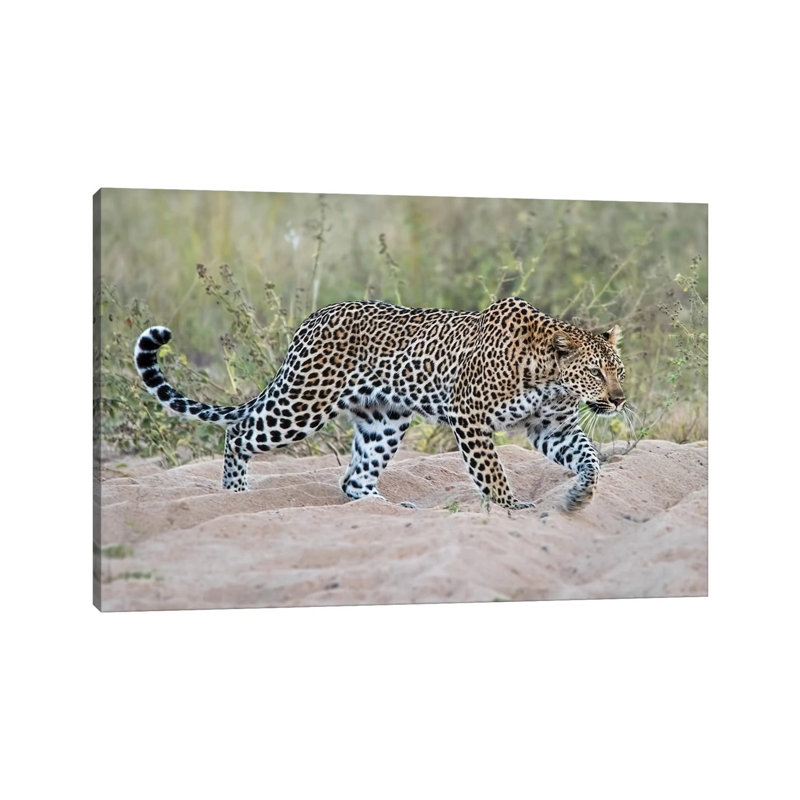 Leopard Walking by MScottPhotography - Wrapped Canvas Gallery-Wrapped Canvas Giclée, 20.32 cm H x 30.48 cm W