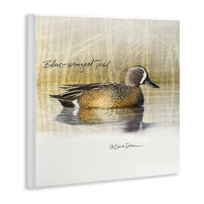 «Blue Winged Teal Duck» par Jadei