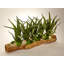 Succulent Plant in Wood Planter