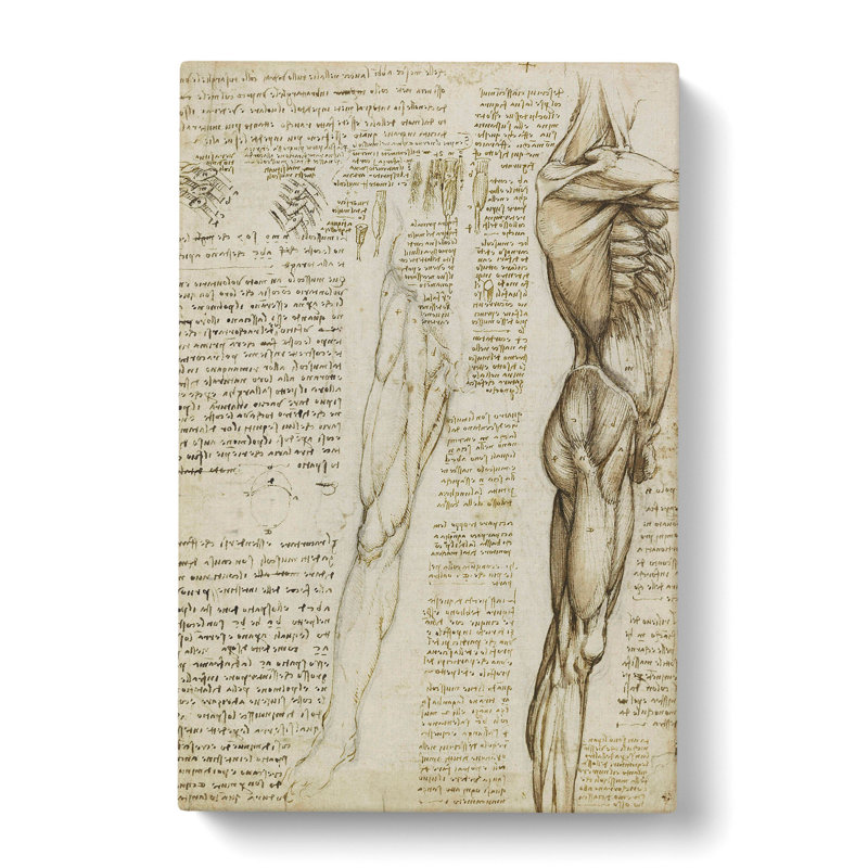 Human Anatomy Vol.6 by Leonardo Da Vinci - Wrapped Canvas Painting, 60cm H x 40cm W x 3cm D