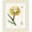 Blooming Cacti 8 Print by Nathan Turner