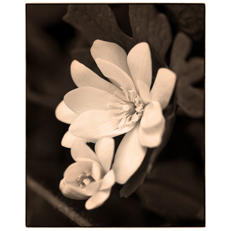Sanguinaria Blossom