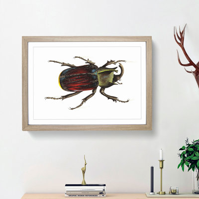 Typhon Beetle by George Shaw - Picture Frame Painting Print
