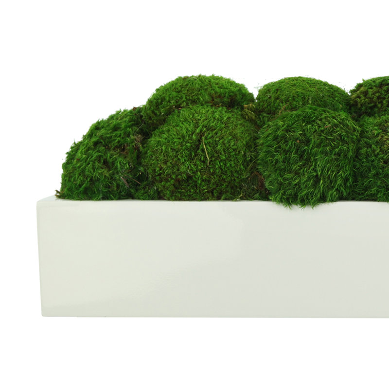 Nature's Nostalgia Moss Plant in Fiberstone Planter, 8'' H x 19'' W x 8'' D, White