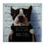 Drôle de Boston Terrier, prisonnier de police par Lucia Heffernan-106208893-106208899