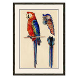 Parrots Giclee Print by Soicher Marin Archives