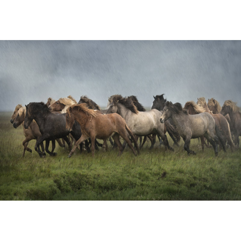 Chevaux Islandais XIII, H 12 po x l 18 po x l 1 po