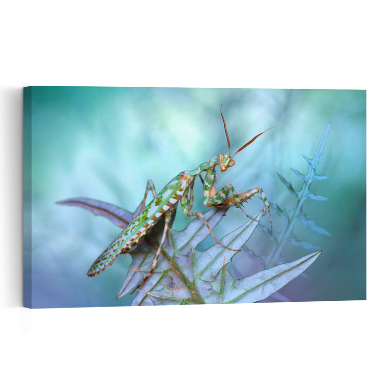 Look At Me Abstract Contemporary Wall Art Print by Jimmy Hoffman - Print, 40.64cm H x 60.96cm W