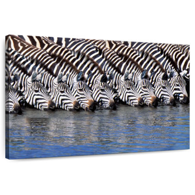 Crowle Zebras Drinking Water