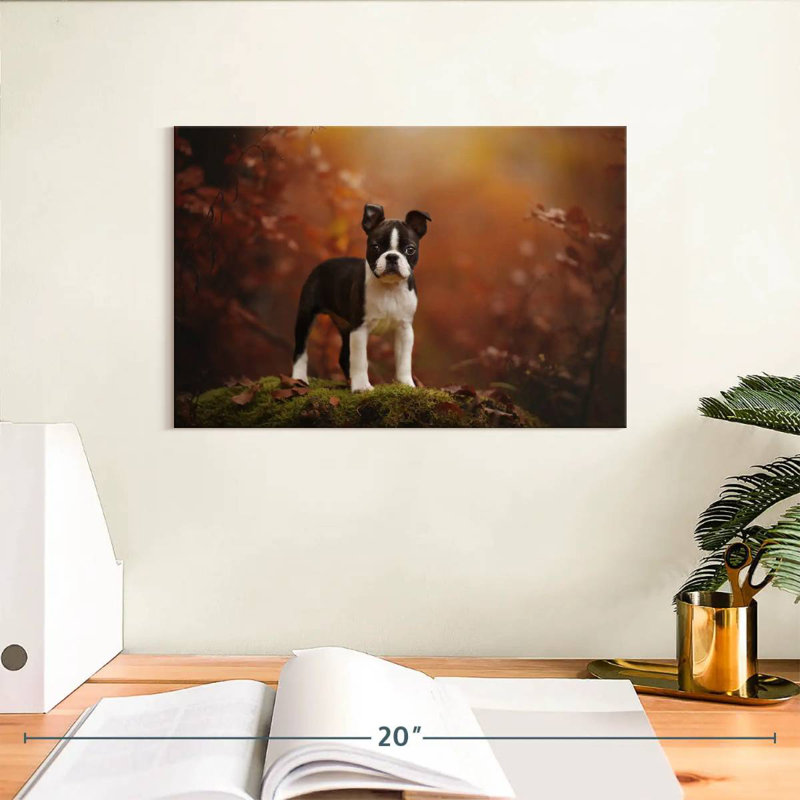 Baby Boston Terrier, 8" H x 12" W
