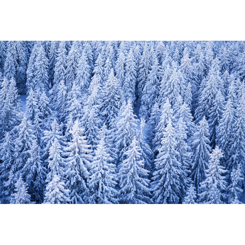 Winter Forest by Borchee - Wrapped Canvas Print, 51cm H x 76cm W x 3.8cm D