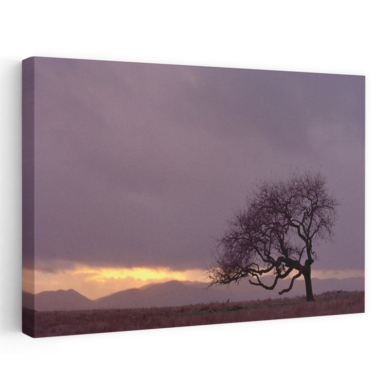Champ - paysages, arbres, photographie, H 16 po x l 24 po