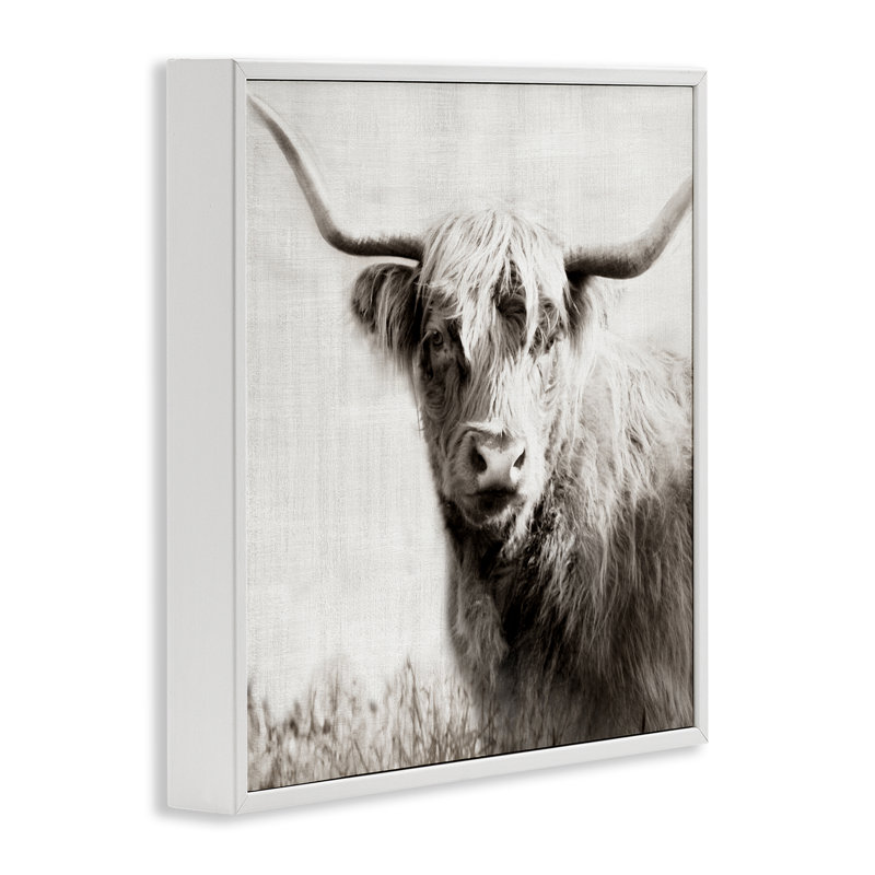 Giclée Highland Cow par Danita Delimont, H 12 po x l 12 po, Estampe numérique encadrée blanc bord de mer