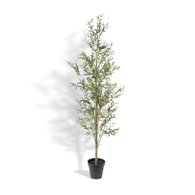 7FT Slim Olive Tree in Grower Pot