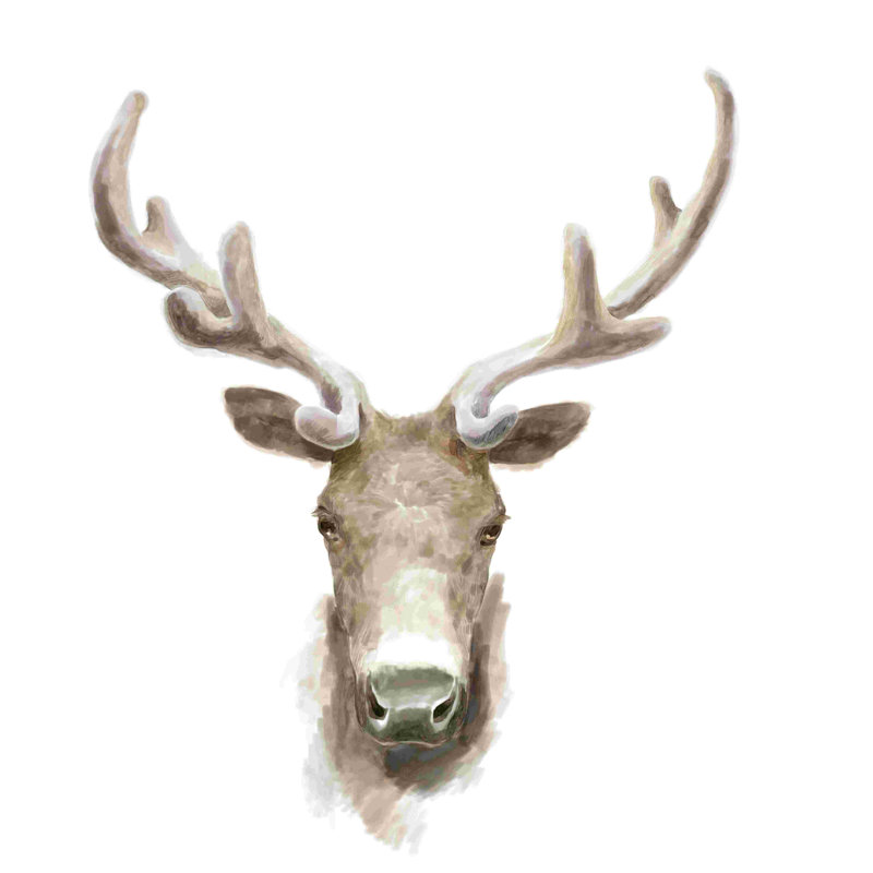 Caribou, H 12 po x l 12 po