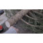 Family Live Tree Stand-91464967-63765623